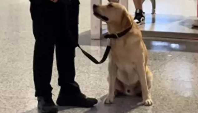 警犬执勤时憋不住拉粑粑,满脸羞愧,网友:带薪拉屎!