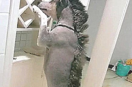 针对阿拉斯加犬而言,女主角公出确是自身飞升,二货造型设计不忍直视
