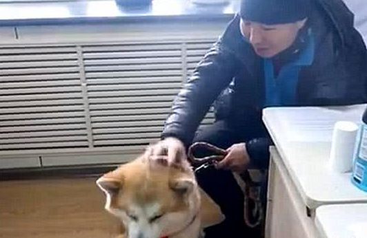 秋田犬走失很多天多亏警察细心照料?主人认领时告知,原为追求异性