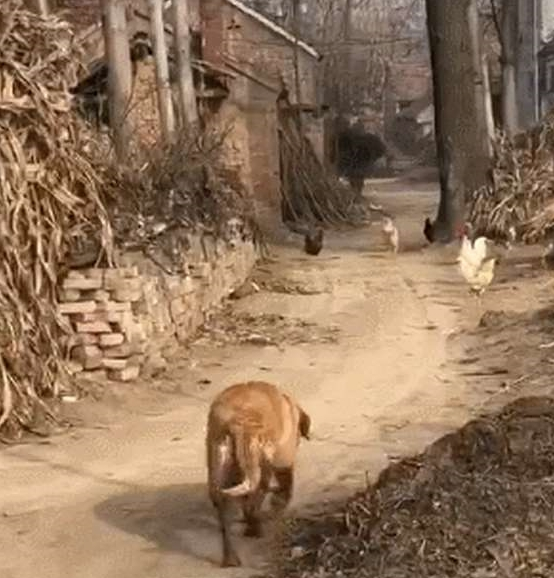 金毛回老家开启鸡飞狗跳模式,狗:要不抓只鸡都忘了老子是猎犬了