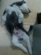 狗狗好着急,我怎么跳上去又下来啦!