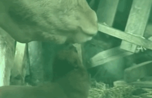 动物间的感情|牛妈妈要被卖掉后,狗子眼里满是泪水