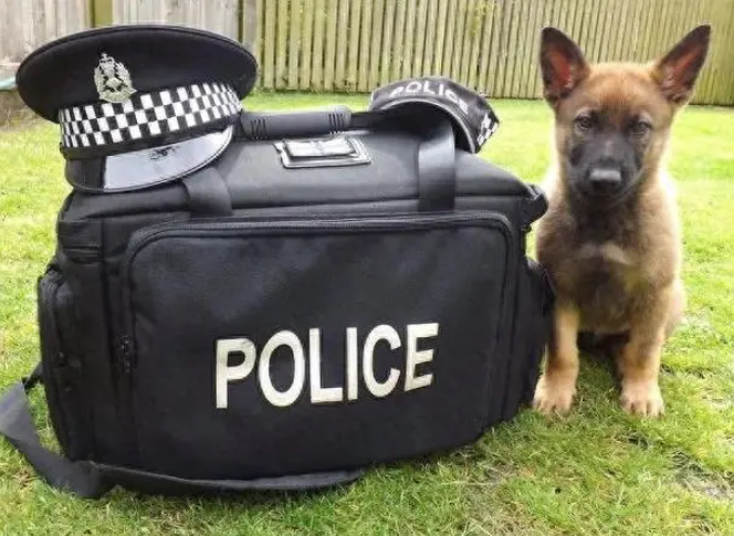 警犬考试不及格,结果被学校“开除”,委屈的样子让人心疼