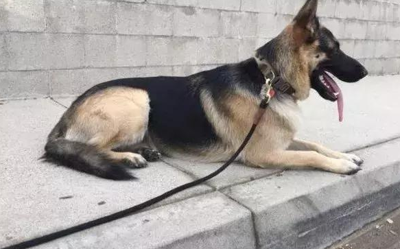 狗狗被领养后每天晚上都晚上不睡觉,了解事实真相后令人觉得温暖又心痛