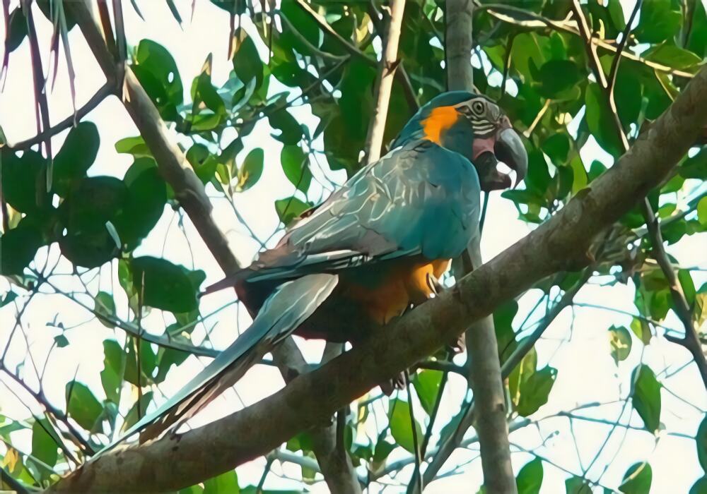 蓝喉金刚鹦鹉身份信息