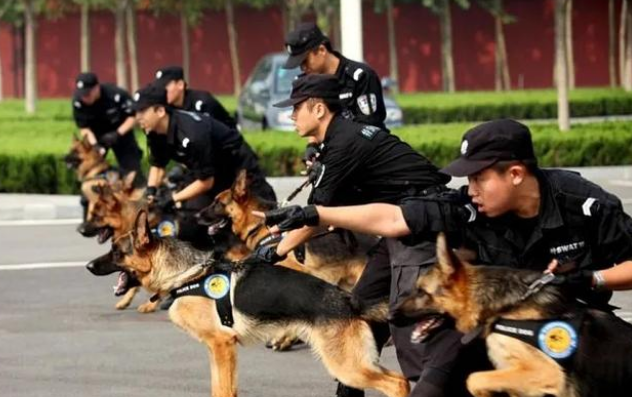 又一批小警犬遭淘汰,原因竟然是这三个!难怪网友都抢着领养!