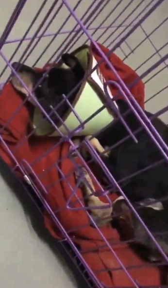 紧急求助!三百只流浪猫狗已经断粮,一起帮帮它们吧!