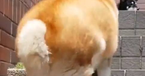 柴犬胖得下楼梯都困难,一蹦一蹦太可爱了,像个小炮弹