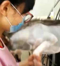 哈士奇被主人摧残得不了狗样了,太凄惨了,真让人心痛!