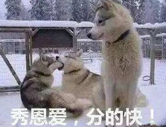 狗狗脾气差,动不动就发飙,那是因为你没有找到原因