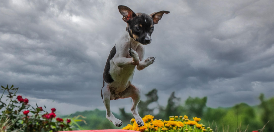 狗狗脚掌夸张弯曲“90度上下颠倒”手术后终于重获新生