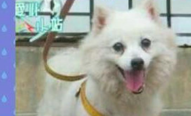 狗狗休重好多个月暴涨4倍,主人家却不逼迫它减肥,身后小故事令人辛酸