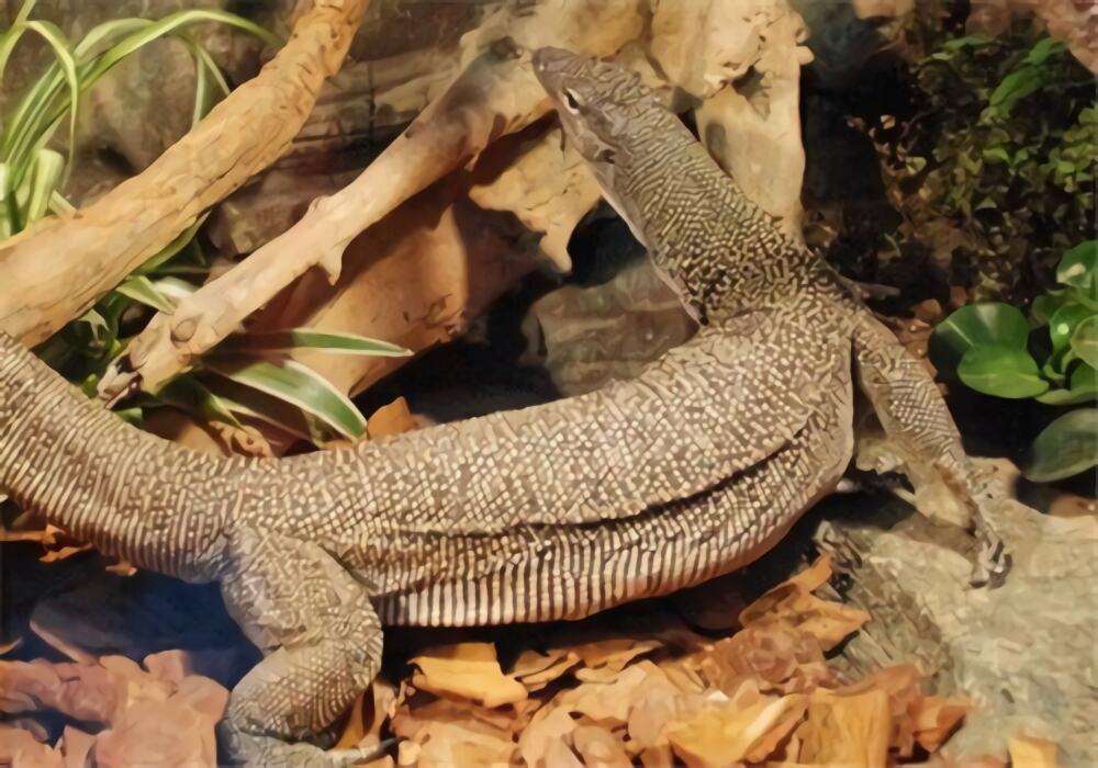 红树巨蜥身份信息