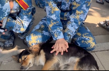 新生进校军训时,把学长狗狗当做练习心肺复苏的对象,它还挺配合