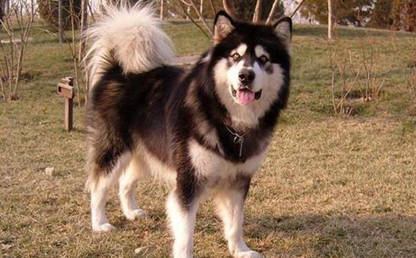 阿拉斯加犬赖上快递小哥，日夜兼程等投喂，铲屎官：究竟到底是谁主人家？