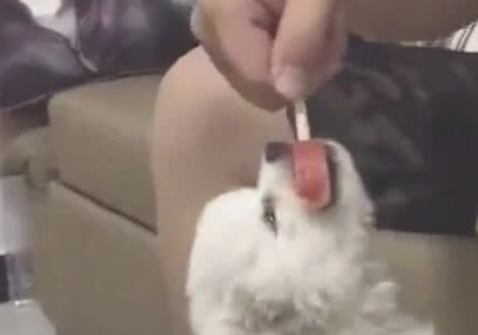 小狗狗咬着雪糕不松嘴,主人拽都拽不动,网民:小吃货