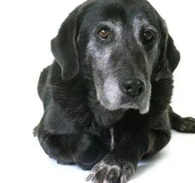 犬类健康:尿失禁——萨沙爱宠健康白皮书
