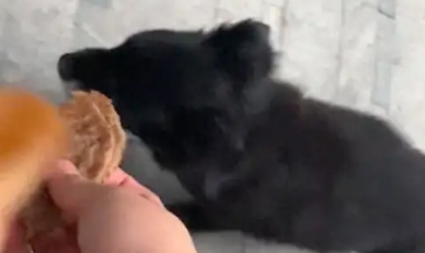 销售向女生卖东西,但是女生一心只想喂流浪狗,但是狗却不理她!