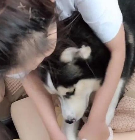 主人怕狗狗拆家,把哈士奇关进狗笼里
