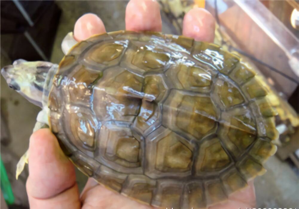 红冠棱背龟身份信息