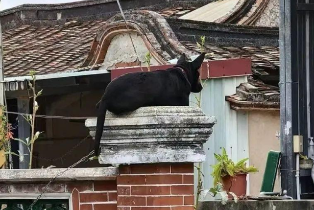 狗狗飞檐走壁,竟趴在这处晒太阳...这汪是属猫的吧!