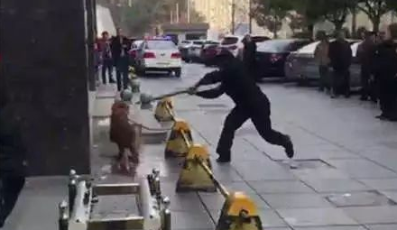 长沙芙蓉路咬人金毛被民警用木棒打死虐狗事件,官方辟谣事件全过程