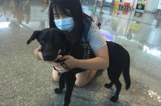 狗狗被勒脖子已休克,女孩不听爸的规劝非要救,带它旅行已有三年