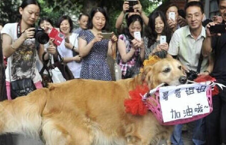 金毛犬衔着写有“哥哥姐姐 加油哦”花篮引来众人围观