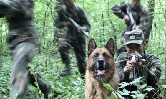中华土狗为啥不能做军犬,听完兵哥哥的解释,网友:确实不敢用!