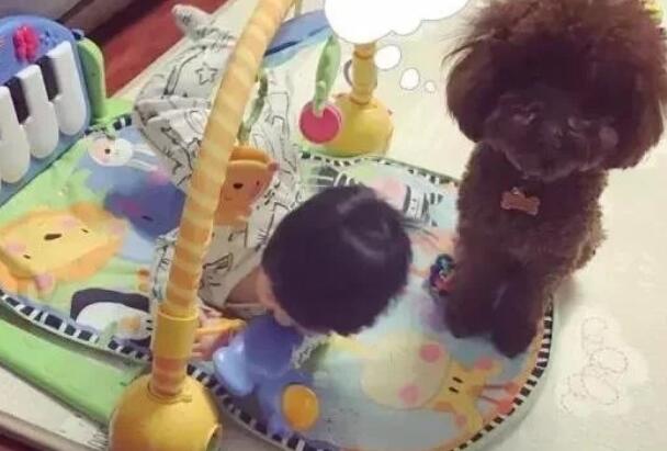 孩子与狗狗真的不能共存吗?看看国内外专家是怎么说的!