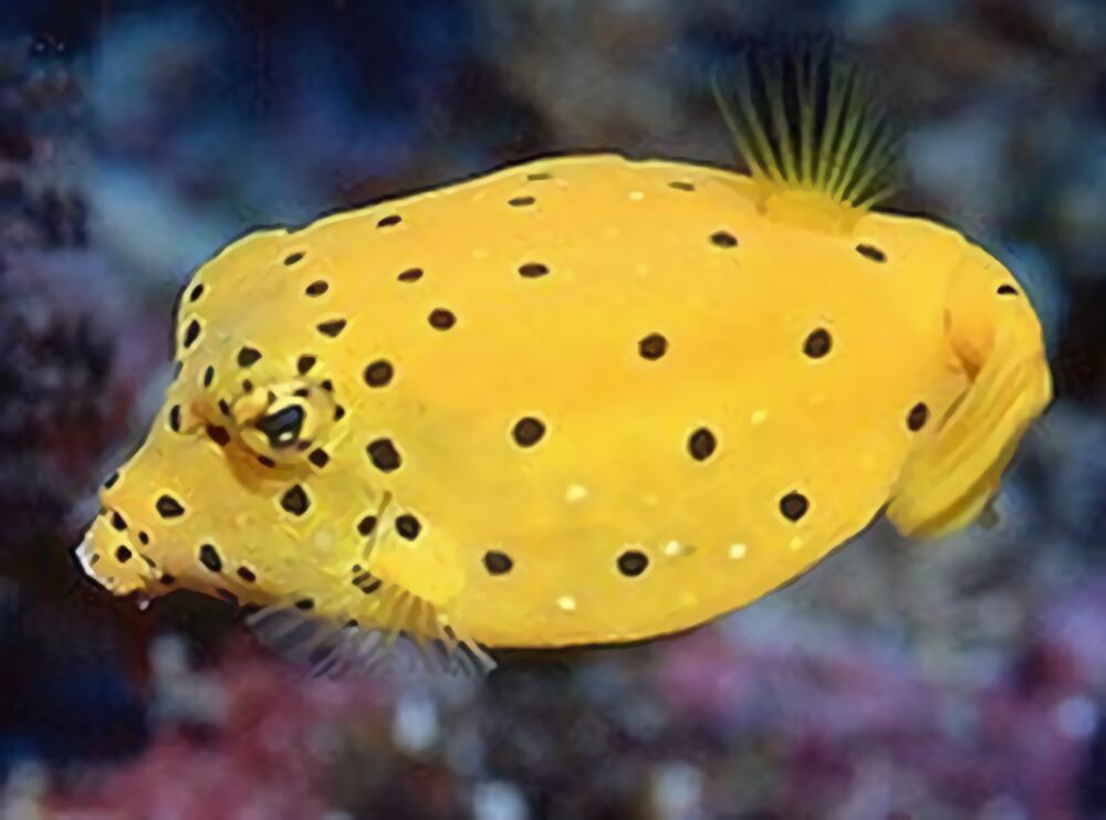 木瓜鱼身份信息