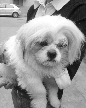 贵宾犬脚筋被残忍挑断 凶手至今还没找到