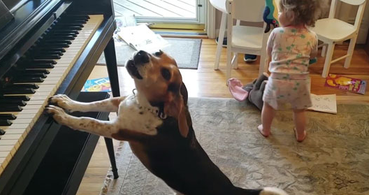 天才狗狗跟小主人同台表演超嗨,边弹钢琴边高歌!