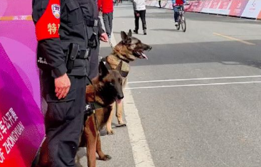 拉布拉多走到警犬旁,让它都不能正常执勤了,狗也难过美人关呀!