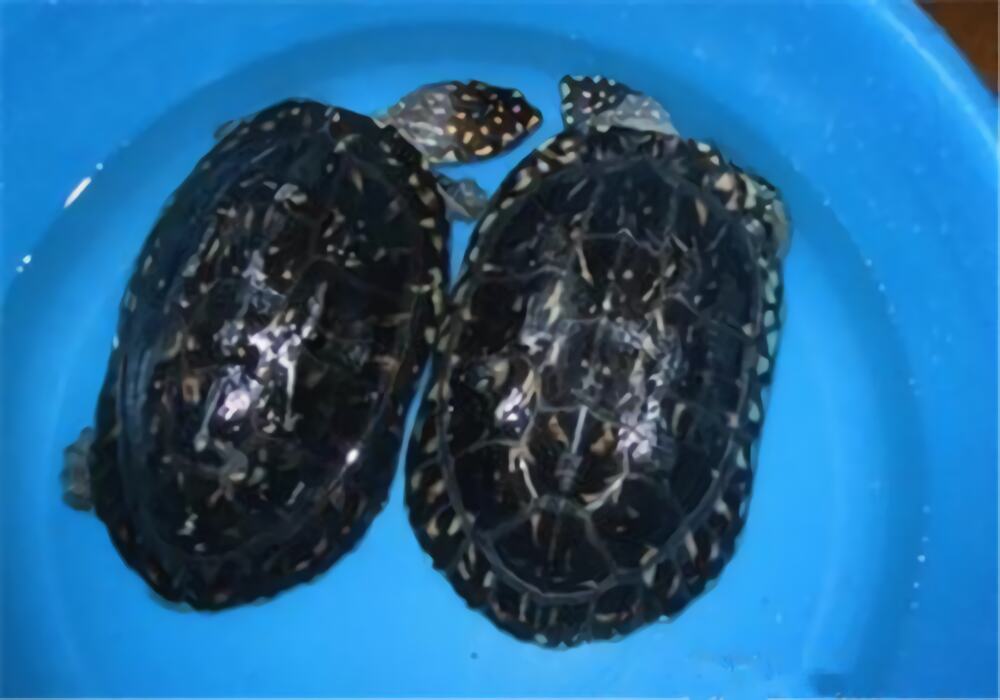 星点水龟身份信息