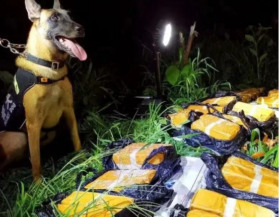 云南保山:警犬“鹰空”获评功勋犬
