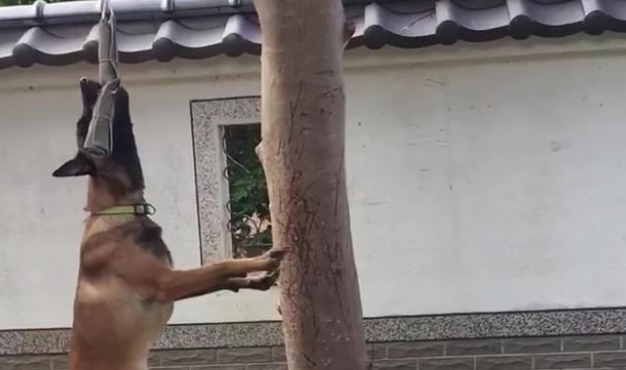 狗狗吊在树旁不停扭动,网友误以为主人虐狗!