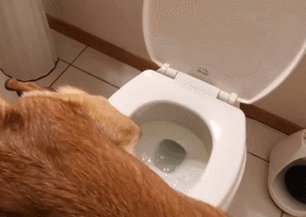 主人撞见猫咪在马桶上便便,动作熟练!网友:赶紧拿给我家狗看!