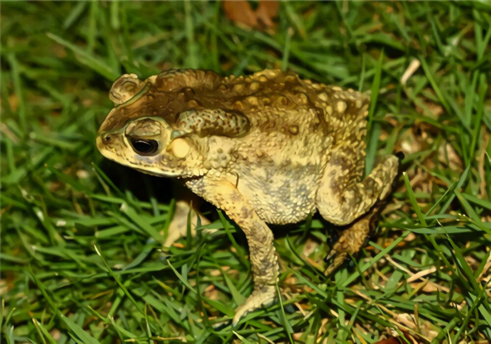 黑眶蟾蜍身份信息