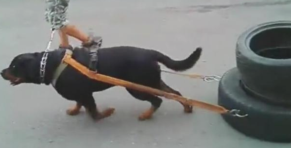 狗狗拉几十斤轮胎训炼,每日都累趴,狗:主人能盈利就行