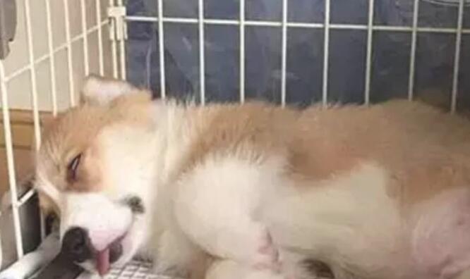 本想买只狗狗看家,結果买来的柯基一天到晚睡长觉,铲屎官:能退换货吗