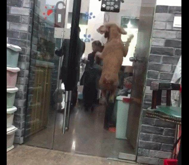 主人来宠物用品店接狗狗,激动得又蹦又跳:铲屎官的,我在这!