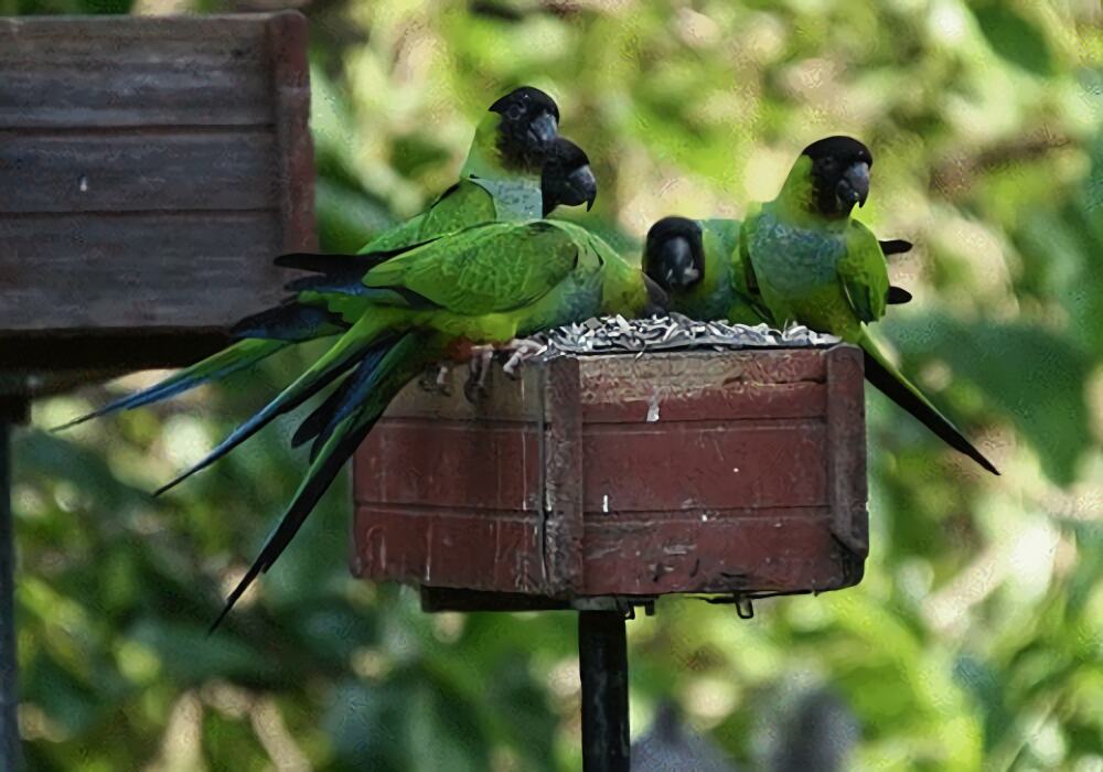 南达锥尾鹦鹉身份信息