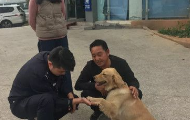 迷路金意外客串警犬 狂吠偷车贼帮忙逮人