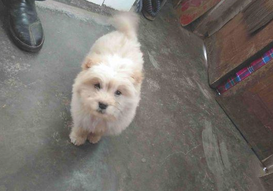 流浪犬跟在背后不离去,殊不知老妈喂个饼干后,它赖在大门口不动了