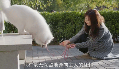 小狗失明后,我为它养了只导盲犬