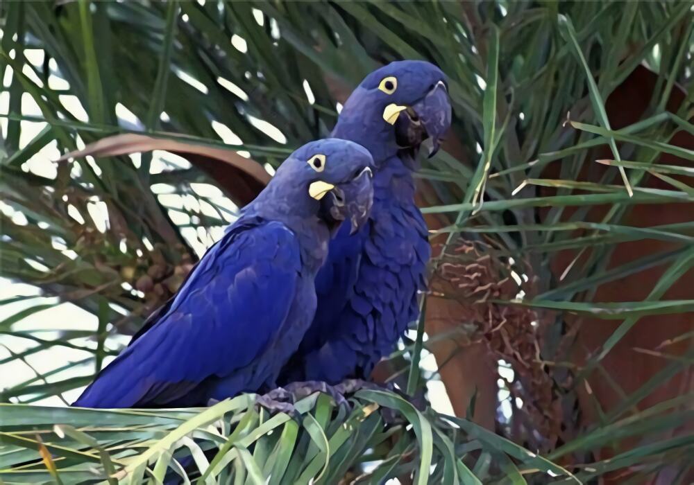 棕榈凤头鹦鹉身份信息