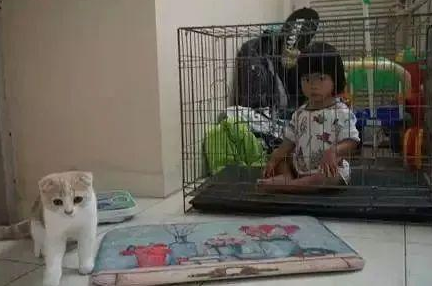 时代变了,现在猫咪的天敌不是狗,而是…