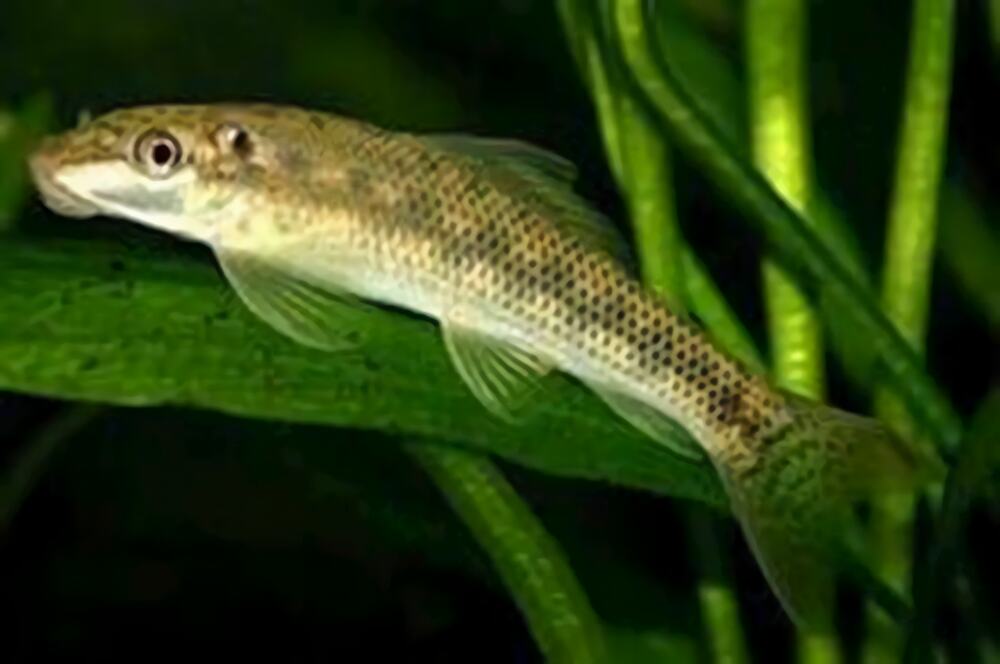 青苔鼠鱼身份信息