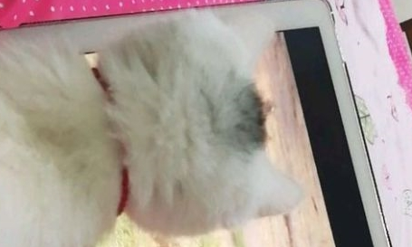 带猫咪下楼,却被一条狗吓得要死,回到家后发现它正在看动物世界